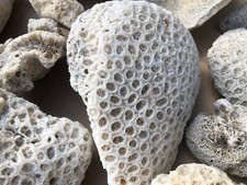 20kg Korallenstock Natur Aquarium Deko aus Südasien,darunter viele große Stücke