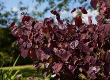 Cercis canadensis 'Merlot'