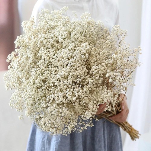 Schleierkraut trockenblumen - schleierkraut,