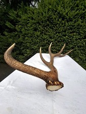 Abwurfstange vom Rothirsch, 10-Ender, (8) 