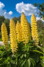 150+ Samen Gelbe Süß Lupine Lupinus luteus Bienen Schmetterlinge Wildpflanze 