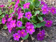 Staude Garten-Teppich-Primel Primula pruhoniciana "Wanda"