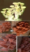 Pilze Set Rosenseitling + Limone / Pilz Mix Pilzbrut selber züchten Pilzkultur