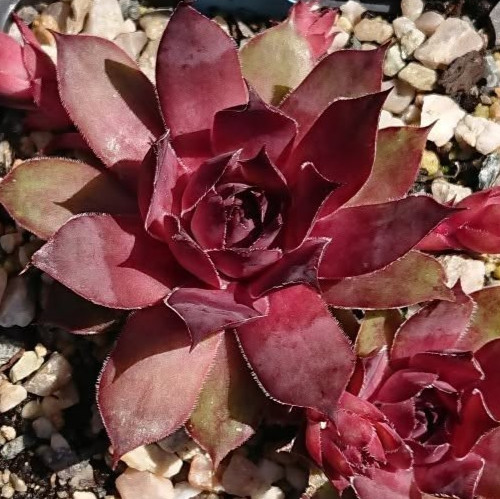 Sempervivum blob 1 rosette - -,