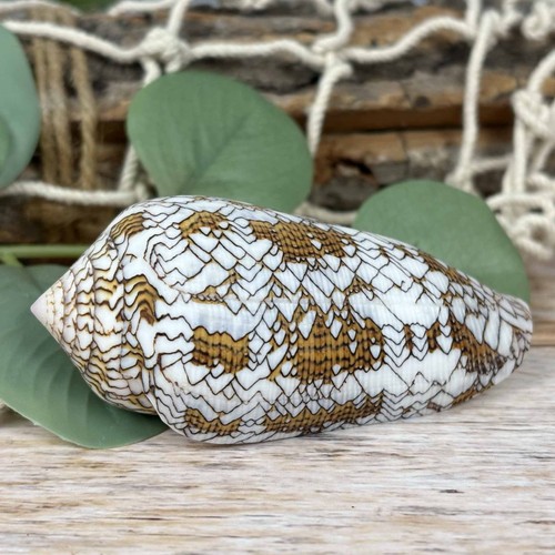 Conus textile 8cm echte - textile,