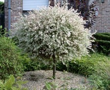 Salix hakuro nishiki - hakuro,