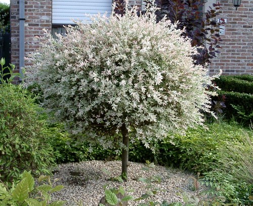 Salix hakuro nishiki - salix,