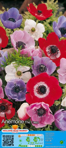 Anemone de - @,