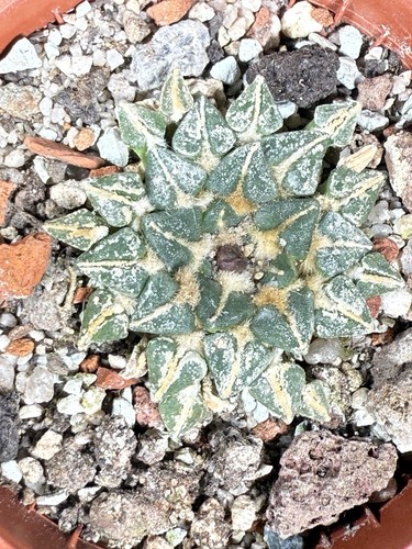 Ariocarpus kotschoubeyanus