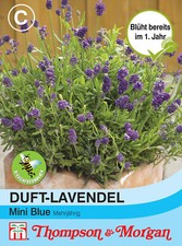 Duft lavendel mini blue - duft-lavendel,