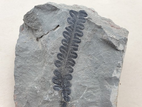 Farn neuropteris perm - farn,