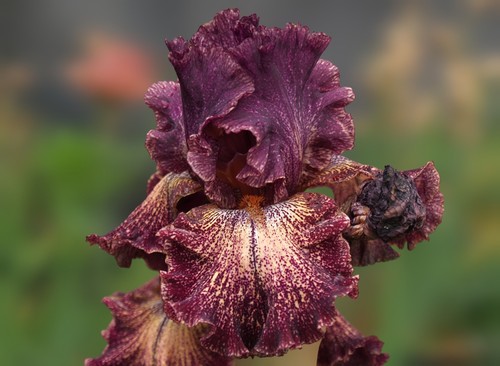 Schwertlilie iris dark - schwertlilie,