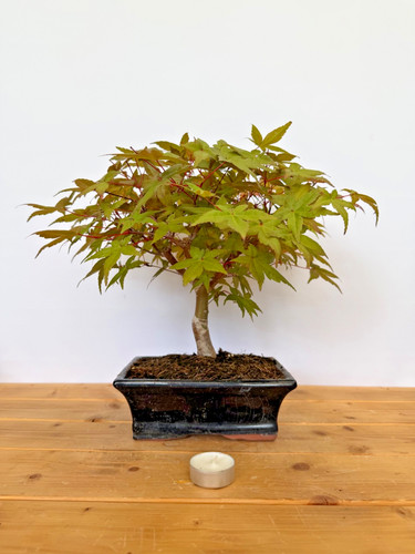 Bonsai acer palmatum deshojo - acer,