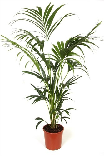 Kentia palme 180 200 - palme, 180-200
