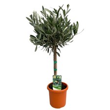 Olivenbaum Olea Europaea