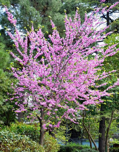 Super blumen samen blüten - blumen,