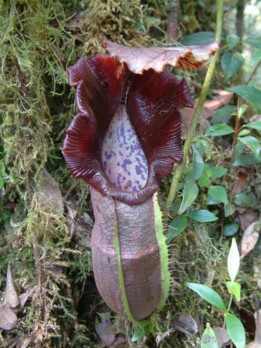 Nepenthes naga - naga,