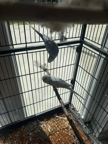 Vogelvoliere vogelkäfig auf - vogelvoliere/vogelkäfig,