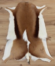 Springbockfell Länge 83-88 cm geruchsneutral, echtes Tierfell aus Südafrika neu