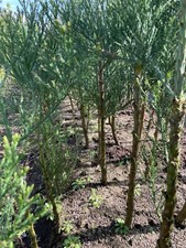 3 St. Kalif. Berg-Mammutbaum