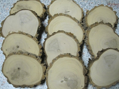 Holunder holzscheiben - holzscheiben,