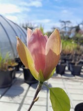 Magnolia brooklynensis