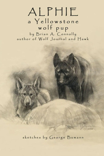 Alphie yellowstone wolf pup - yellowstone,