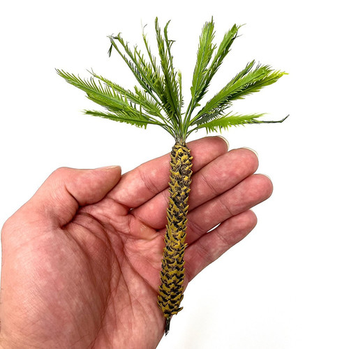 Palme mit blättern höhe 16 - mit,