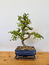Bonsai chinesische Ulme  /
