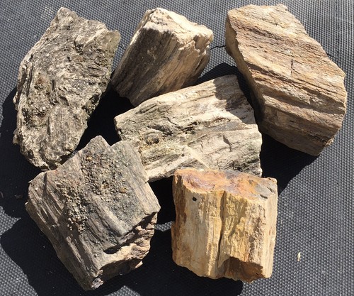 Versteinertes holz stück - holz, 6