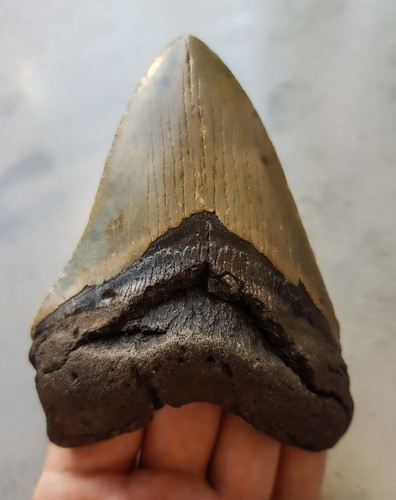 Megalodon haizahn 8 - megalodon, x
