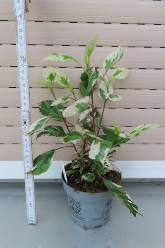 Hibiscus rosa sinensis