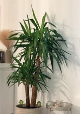 Große Zimmerpflanze