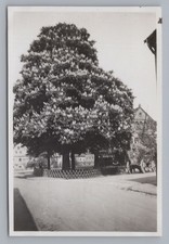 Dresden Alt-Gruna 1930 -