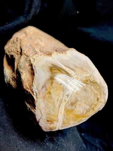 Versteinertes holz eine seite - versteinertes,