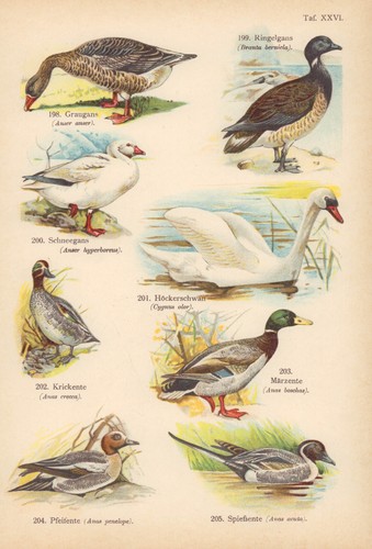Graugans höckerschwahn - graugans,,