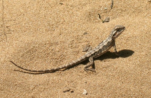 Postkarte bartagame agame - bartagame,