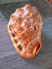 Seltene Muschel Aus SAMMLUNG