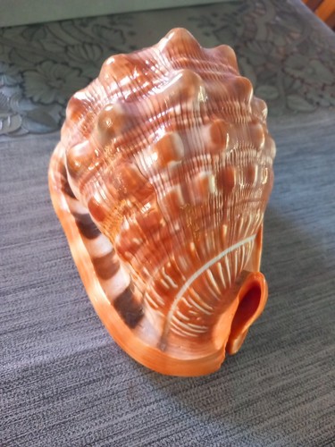 Seltene muschel aus - aus, sammlung