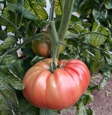 Tomatensamen (7+ Samen); alte USA Sorte "Big Rosy Underwood", aus 2025