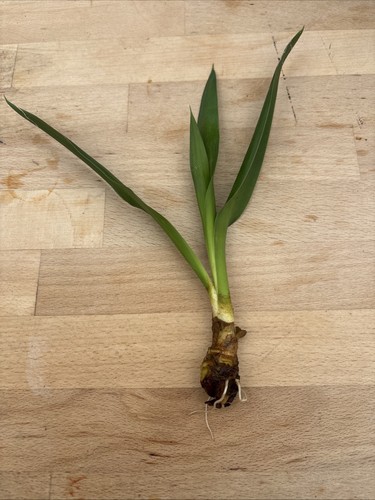Yucca palme ableger - yucca,