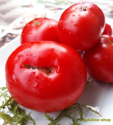 Tomate silver fir tree - fir, tree*