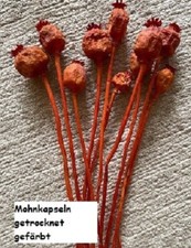 Mohn Mohnkapseln Mohnstrauß