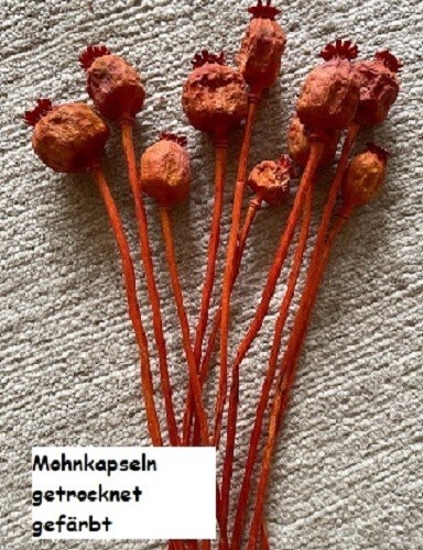 Mohn mohnkapseln mohnstrauß - mohnkapseln,