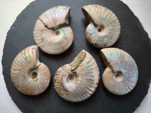 Stück ammonite aus - stück,