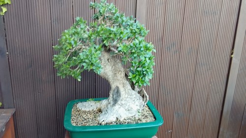 Bonsai olive europaea - olive, ...europaea