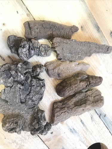 Treibholz schwemmholz rinde - treibholz,