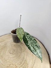 heavenly HOYA Hoya pubicalyx