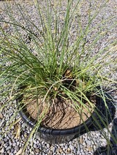 Calibanus hookeri - Caudex 18