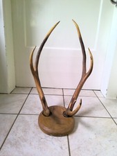 Hirschgeweih auf Holz